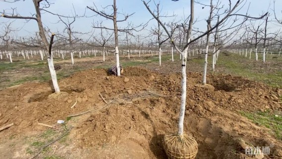 15公分薄壳山核桃