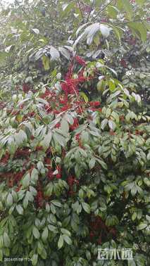 31公分无刺枸骨