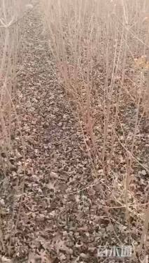 高度60厘米丛生茶条槭