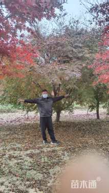 18公分日本红枫