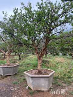 高度300厘米石榴