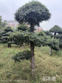 10公分造型对节白蜡