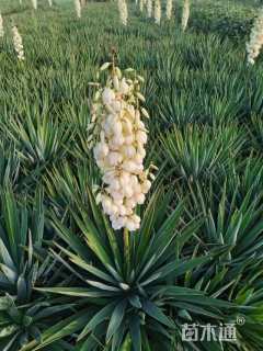 高度70厘米剑麻