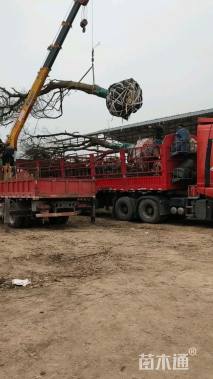 70公分丛生乌桕