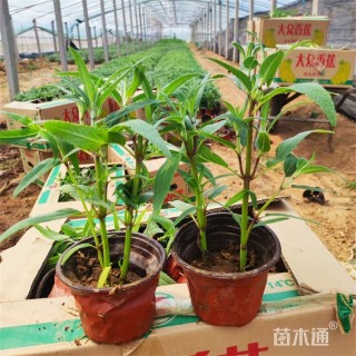 高度15厘米墨西哥鼠尾草