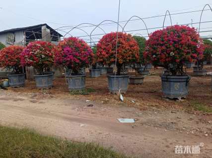 高度200厘米三角梅
