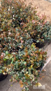 15厘米花叶络石