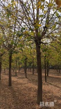 22公分金叶复叶槭