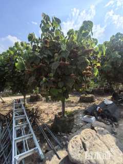 高度300厘米木芙蓉