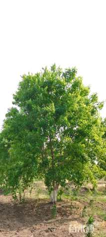 高度600厘米丛生元宝枫
