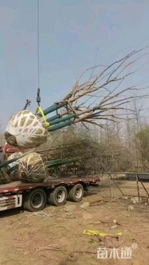 高度500厘米丛生三角枫