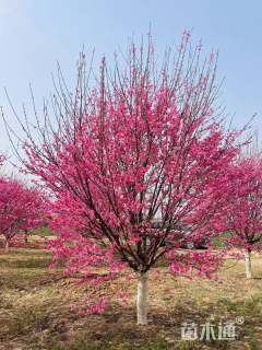 15公分菊花碧桃