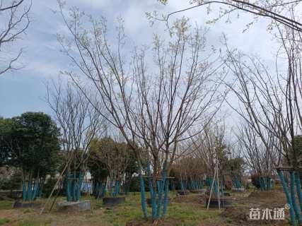 高度700厘米丛生五角枫