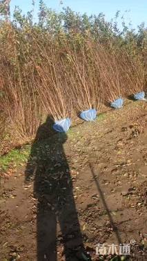 高度200厘米丛生紫薇