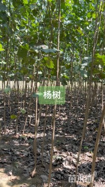 3公分杨树