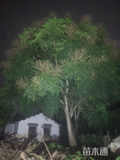 高度400厘米鸭脚木