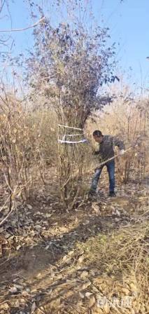 高度350厘米小叶女贞