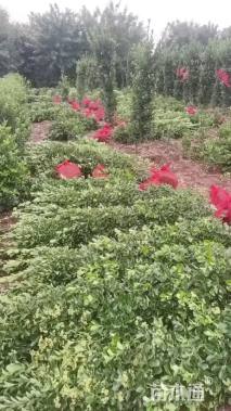 高度1800厘米黄杨