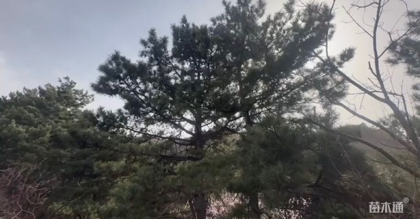 高度2000厘米黑松