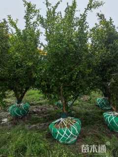 高度300厘米果石榴