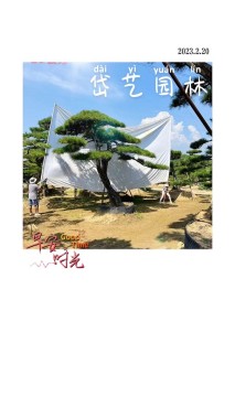 24公分造型油松