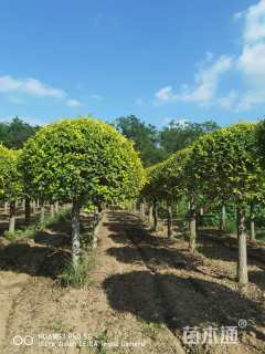 高度100厘米风箱果
