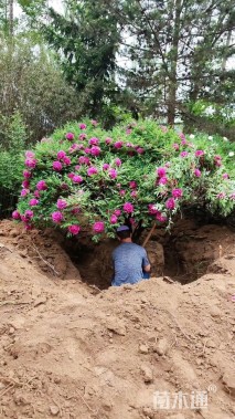 高度190厘米紫斑牡丹