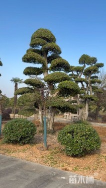 50公分造型朴树