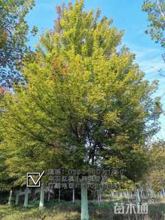 25公分美国红枫-秋日梦幻