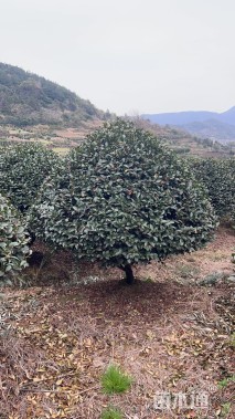 冠幅1800厘米茶梅球