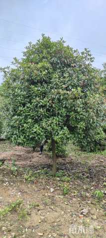 10公分红叶石楠