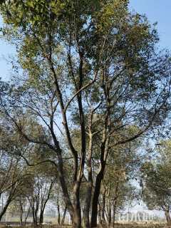 75公分丛生香樟