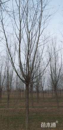 15公分旱柳