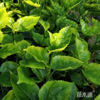 高度30厘米扶桑