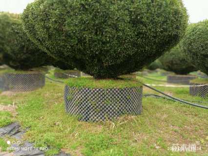 高度200厘米雀舌黄杨