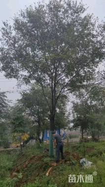 31公分朴树