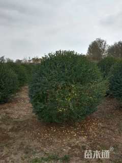 冠幅180厘米小叶女贞球