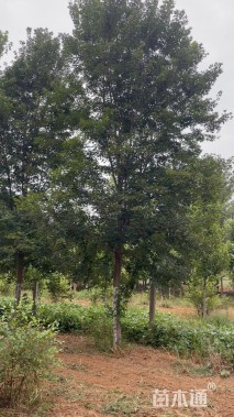 17公分美国红枫-红点