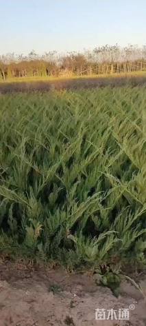 高度50厘米沙地柏