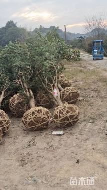 移栽苗造型罗汉松