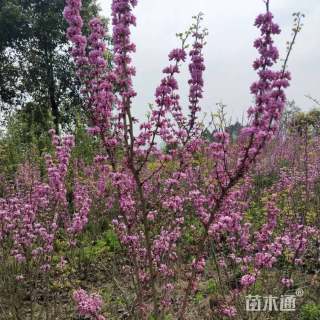 高度35厘米丛生紫荆