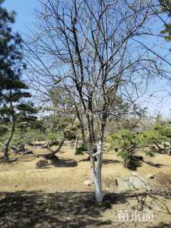 12公分木瓜海棠