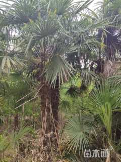 裸干高500厘米棕榈