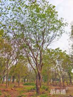 35公分朴树