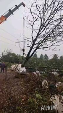 15公分(4杆)丛生香樟