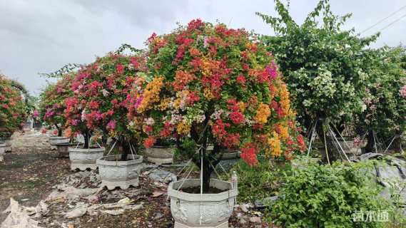 高度250厘米三角梅