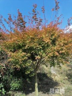 高度350厘米赤枫