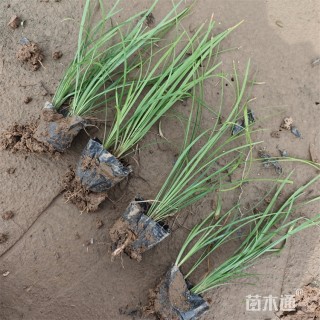 高度22厘米沿阶草