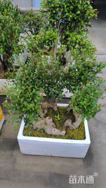 10公分造型榆树