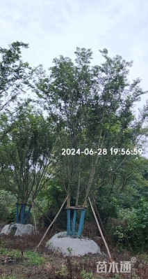 10公分(5杆)丛生朴树